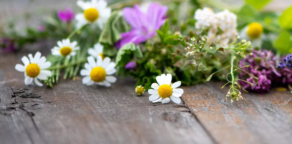 Wirkweisen-Phytotherapie / Pflanzenheilkunde